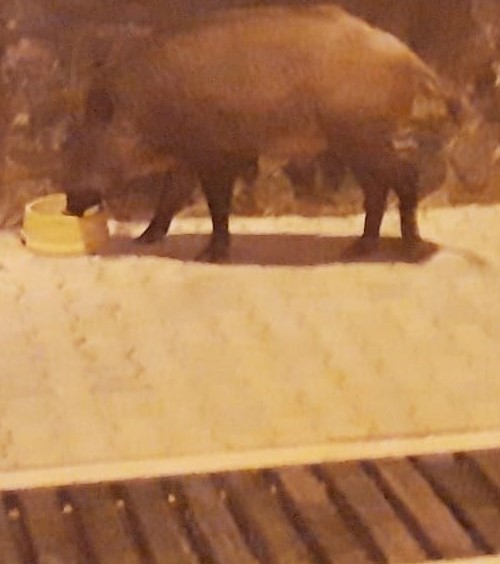 AÇ KALAN DOMUZLAR İÇMELER’İN MERKEZİNE İNDİ!