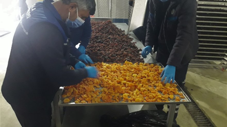 Muğla Malatya’da ki üreticilerden satın aldığı kayısıları ücretsiz dağıtacak