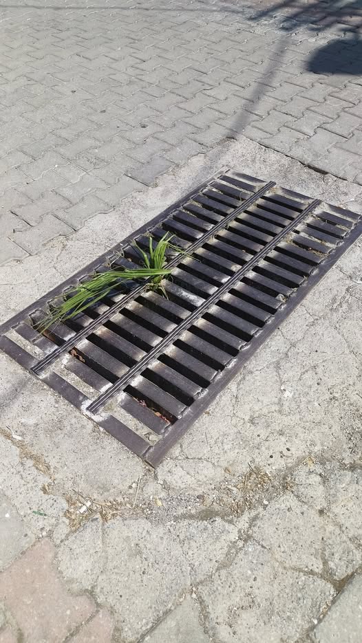 Mazgalda Palmiye Yetişti!