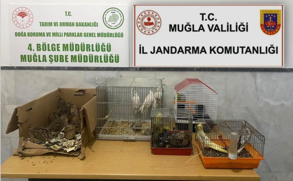 KAÇAK ‘IRK HAYVAN’ SATICILARINA 77 BİN 500 TL CEZA