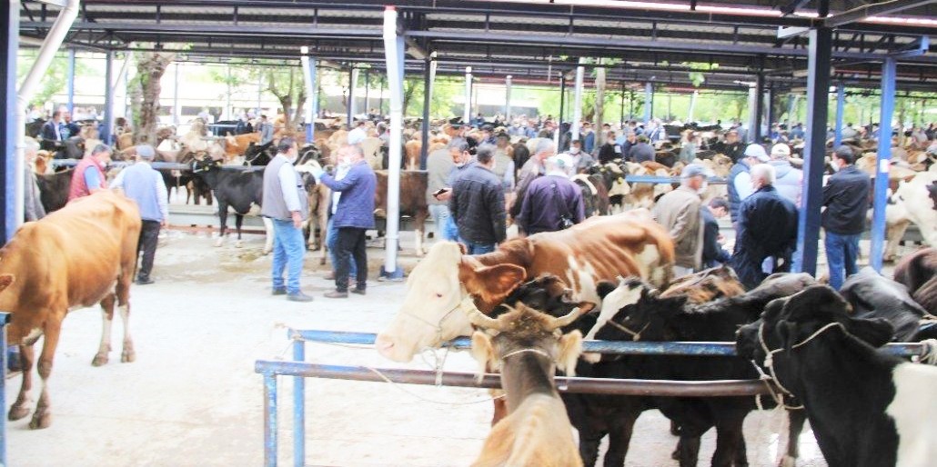 Muğla’da hayvan pazarlarını kapatma kararı alındı