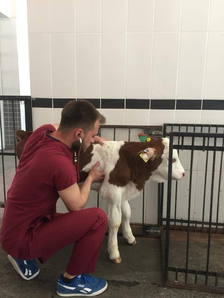 10 BİN AŞI İLE HAYVANCILIĞA DESTEK OLUNUYOR