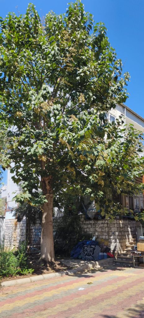 Burnumuzun dibindeki ağacı görmemişiz!