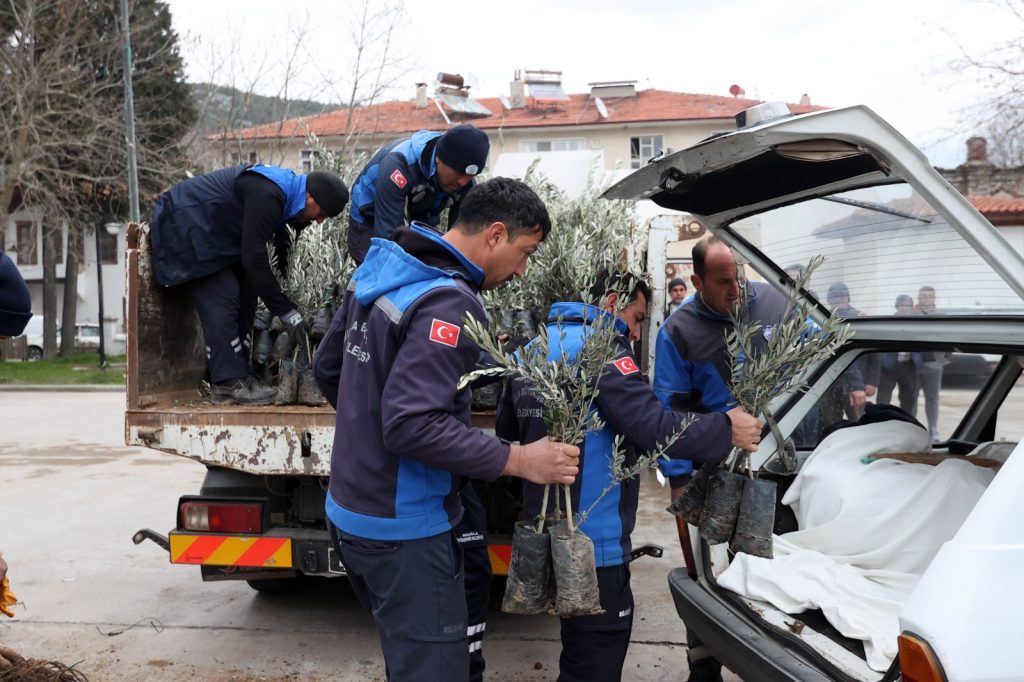 BÜYÜKŞEHİR’DEN ULA’DA ÜRETİCİYE ZEYTİN VE CEVİZ FİDANI DESTEĞİ