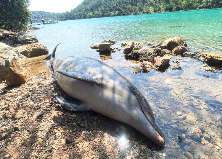 ÖLÜ YUNUS KARAYA VURDU