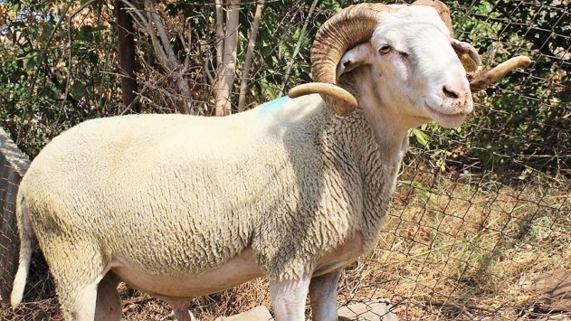 <strong>OTEL İŞLETMECİSİ KOÇ SALDIRISI SONUCU HAYATINI KAYBETTİ</strong>