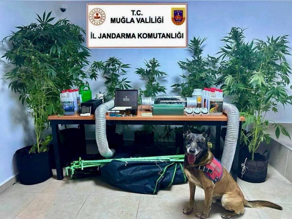 Bodrum’da Uyuşturucu Suçundan Aranan Şahıs Yakalandı